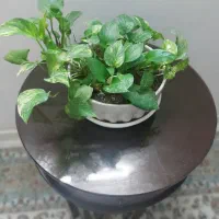 میز گرد همراه سه تا عسلی