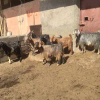 ۷عدد بز|حیوانات مزرعه|خاوه, |دیوار