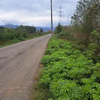 فروش زمین باغی  بادرخت صنوبر۴ساله|فروش زمین و ملک کلنگی|طاهرگوراب, |دیوار