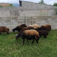 فروش 7تاگوسفند جوان داشتی با3تا بره
