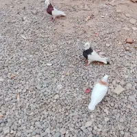 فروشی|پرنده|فهرج, |دیوار