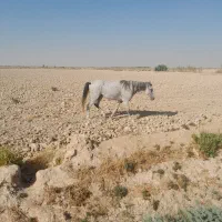 رامشیر|اسب و تجهیزات اسب‌سواری|بندر ماهشهر, |دیوار