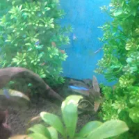 فروش ماهی پلنت (( نئون ))|ماهی|قائم‌شهر, |دیوار