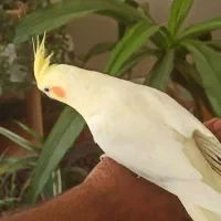 لوتینو مولد|پرنده|خمینی‌شهر, |دیوار