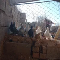 فروش کفتر نر