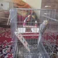 قفس بزرگ بالوازم کامل