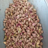پسته یزد|خوردنی و آشامیدنی|قم, کلهری|دیوار