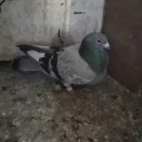 زاغ دمسفید کاکلی جوانه بدون عیب قهره سبز