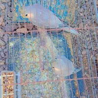 سامسونگ گلکسی(هلندی عروس)