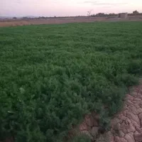 شوید باغی