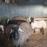 بره نر  گوشتی