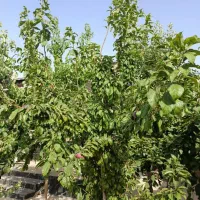 فروش باغ ویلا امیرآباد اراضی