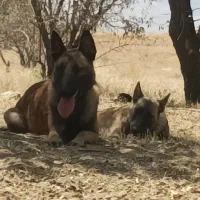 سگ مالینیوز