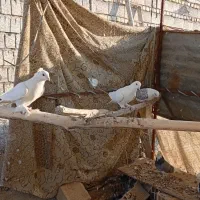 کبوتر|پرنده|تیران, |دیوار