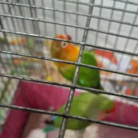 کوتوله برزیلی|پرنده|نجف‌آباد, یزدانشهر|دیوار