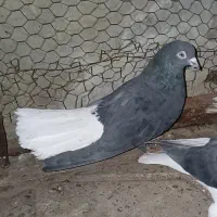 زاغ دم سفید نر