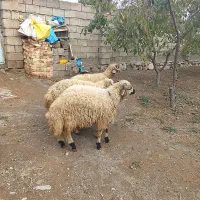 چهار عدد توخلی نر