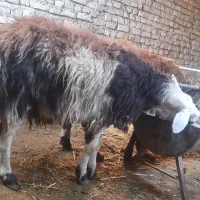 یک عددبره قوچی پلنگی  اصل