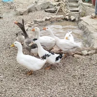 فروش غاز و اردک