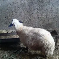 یک عدد گوسفند چاق سالم وسرحال|حیوانات مزرعه|سیوان, |دیوار