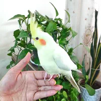 عروس هلندی لوتینو وسینامون دستی