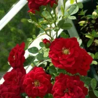 می‌خوام لاغر بشم