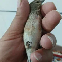 با سلام/سهره سینه سرخ نر|پرنده|قزوین, |دیوار