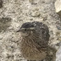 فروش بلدرچین ارگانیک زنده