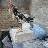 خروس لاری