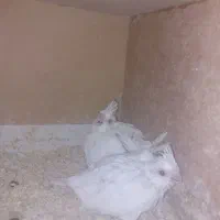 جوجه آلبینوسرلاکی