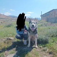 سگ هاسکی نر یک ساله