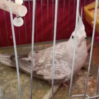 عروس هلندی|پرنده|خاش, |دیوار