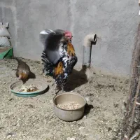 خروس|حیوانات مزرعه|فولادشهر, بوستان خلیج فارس|دیوار