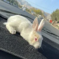 خرگوش بازیگوش