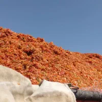 تفاله گوجه