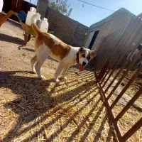 سگ افغانی|حیوانات|قوچان, |دیوار