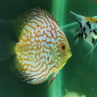 فروش یا تعویض تعدادی دیکس|ماهی|زنجان, |دیوار