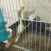 فروش طوطی عروس لوتینو