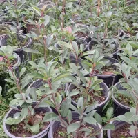 فوتونیا|گل و گیاه طبیعی|رحیمآباد, |دیوار