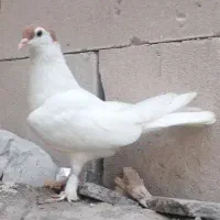 کفتر جوجه خال زرد کاکلی ماده جوجه