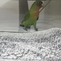 جوجه طوطی برزیلی