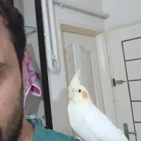 گمشده
