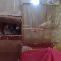 یک جفت عروس هلندی صددرصد مولد تضمینی|پرنده|بومهن, |دیوار