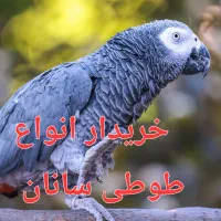 کاسکو شاه طوطی انواع پرندگان