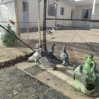 هفت رنگ خطی|پرنده|قزوین, |دیوار