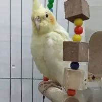 طوطی عروس هلندی ماده|پرنده|رشت, رودباری|دیوار