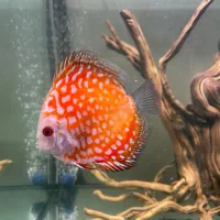 دیسکس|ماهی|تهران, یاخجی آباد|دیوار