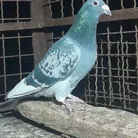 کبوتردر پرنده