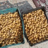 انجیر