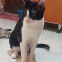 گربه واگذاری|گربه|گرگان, |دیوار